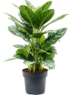 Aglaonema 'Amazon Silver', Tuff, im 19cm Topf, Hhe 70cm, Breite 35cm