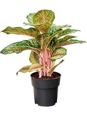 Aglaonema 'Carnival Queen', Tuff, im 19cm Topf, Hhe 50cm, Breite 40cm