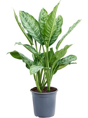 Aglaonema 'Chantal', Tuff, im 24cm Topf, Hhe 70cm, Breite 40cm