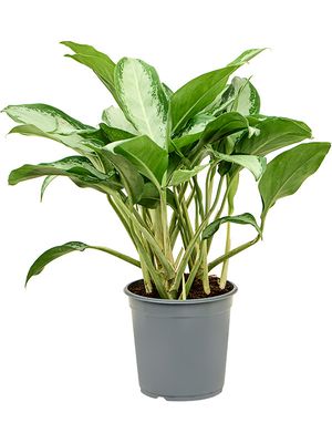 Aglaonema 'Cleopatra', Tuff, im 24cm Topf, Hhe 65cm, Breite 40cm