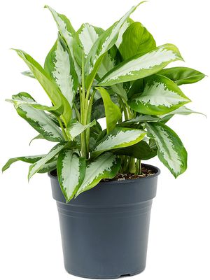 Aglaonema 'Diamond Bay', Tuff, im 30cm Topf, Hhe 65cm, Breite 50cm