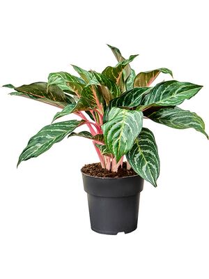 Aglaonema 'Dreamcatcher', Tuff, im 19cm Topf, Hhe 50cm, Breite 40cm