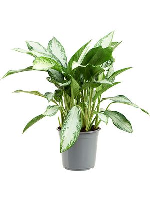 Aglaonema 'Emerald Bay', Tuff, im 24cm Topf, Hhe 70cm, Breite 40cm