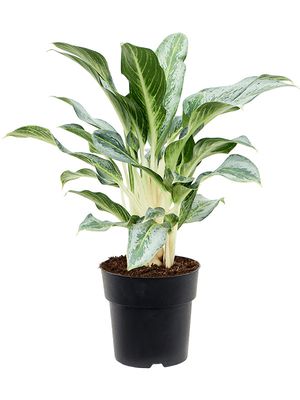 Aglaonema 'Emerald Stone', Tuff, im 19cm Topf, Hhe 50cm, Breite 40cm