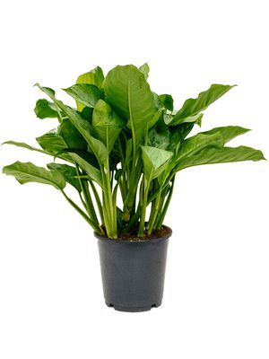 Aglaonema 'Freedman', Tuff, im 24cm Topf, Hhe 80cm, Breite 40cm