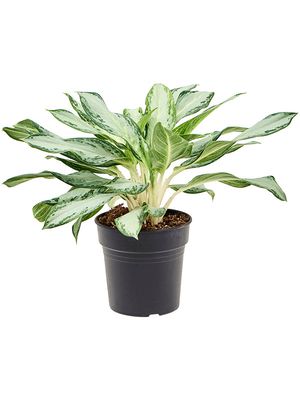 Aglaonema 'Golden Bay', Tuff, im 21cm Topf, Hhe 50cm, Breite 45cm