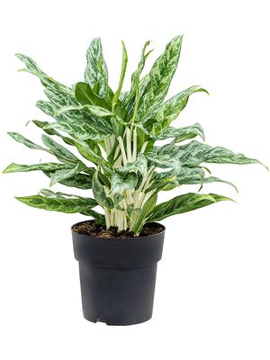 Aglaonema 'Greyhound', Tuff, im 19cm Topf, Hhe 50cm, Breite 40cm