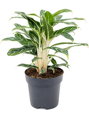 Aglaonema 'Ivy Green', Tuff, im 19cm Topf, Hhe 45cm, Breite 45cm