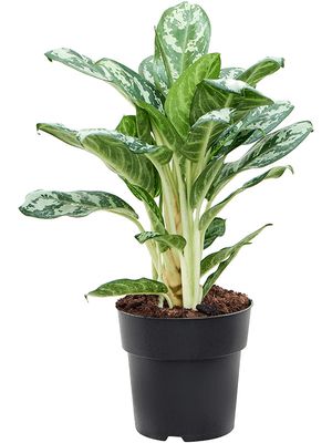 Aglaonema 'Jungle Silver', Tuff, im 19cm Topf, Hhe 60cm, Breite 45cm