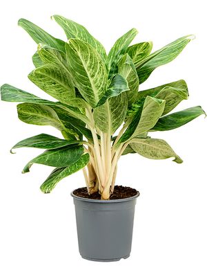 Aglaonema 'King of Siam', Tuff, im 24cm Topf, Hhe 65cm, Breite 40cm