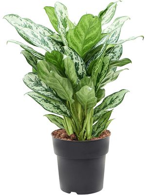 Aglaonema 'Laurel Green', Tuff, im 19cm Topf, Hhe 70cm, Breite 45cm