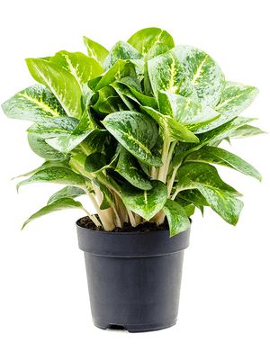 Aglaonema 'Lemon Mint', im 19cm Topf, Hhe 45cm, Breite 35cm