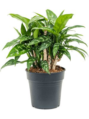 Aglaonema 'Maria', Tuff, im 19cm Topf, Hhe 35cm, Breite 40cm