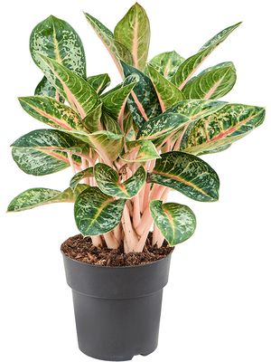 Aglaonema 'Orange Flame', Tuff, im 19cm Topf, Hhe 50cm, Breite 40cm