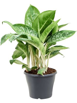 Aglaonema 'Pearl', Tuff, im 24cm Topf, Hhe 70cm, Breite 40cm