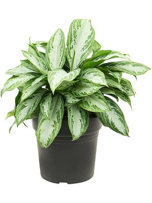 Aglaonema 'Silver Bay Compact', Busch, im 21cm Topf, Hhe 50cm, Breite 50cm