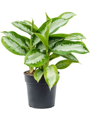 Aglaonema 'Silver Moon', Tuff, im 21cm Topf, Hhe 40cm, Breite 35cm