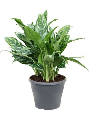 Aglaonema 'Splash', Tuff, im 24cm Topf, Hhe 70cm, Breite 40cm