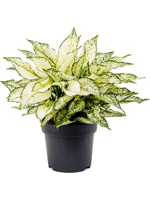 Aglaonema 'White Kiwi', Tuff, im 19cm Topf, Hhe 45cm, Breite 45cm