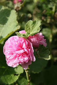 Stockrose 'Pleniflora' rosa