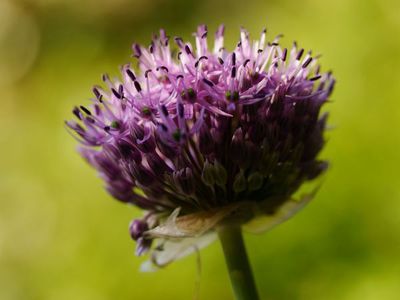 Mediterrane Zwiebelblumen pflanzen - im Herbst den Frhling trumen