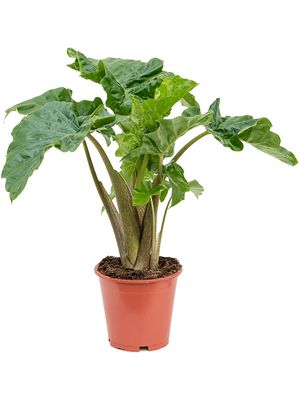 Alocasia 'Low Rider', Busch, im 19cm Topf, Hhe 55cm, Breite 50cm