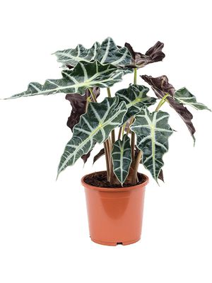 Alocasia 'Polly', Tuff, im 17cm Topf, Hhe 45cm, Breite 35cm