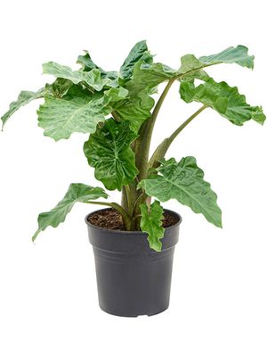 Alocasia 'Portodora' Compacta, Tuff, im 24cm Topf, Hhe 80cm, Breite 80cm