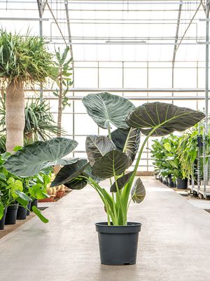 Alocasia 'Regal Shields', im 35cm Topf, Hhe 125cm, Breite 90cm