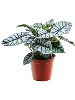 Alocasia 'Silver Dragon', Busch, im 19cm Topf, Hhe 45cm, Breite 40cm