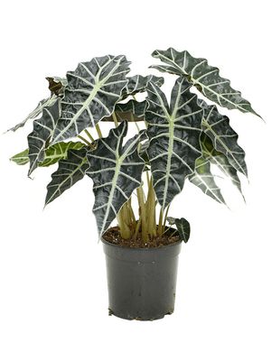 Alocasia amazonica 'Darf', Busch, im 21cm Topf, Hhe 60cm, Breite 45cm