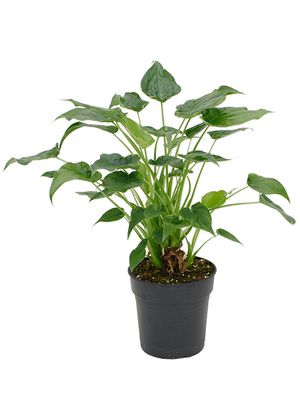 Alocasia cucullata 'Aurea', Multi Stamm, im 24cm Topf, Hhe 80cm, Breite 60cm