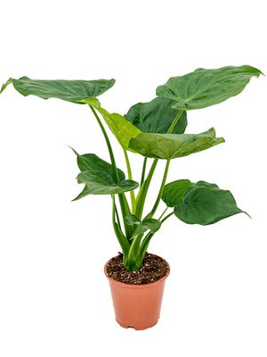 Alocasia cucullata, Busch, im 19cm Topf, Hhe 60cm, Breite 55cm