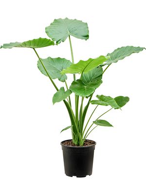 Alocasia gageana 'California', Busch, im 24cm Topf, Hhe 100cm, Breite 60cm