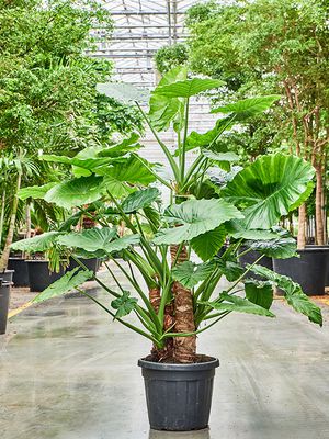 Alocasia macrorrhiza (150-170), Stamm, im 42cm Topf, Hhe 150cm, Breite 120cm