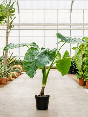 Alocasia macrorrhizos, Stamm, im 27cm Topf, Hhe 100cm, Breite 90cm