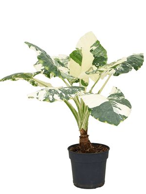 Alocasia macrorrhizos variegata, Stamm, im 34cm Topf, Höhe 130cm, Breite 120cm