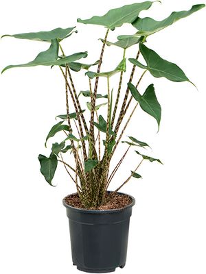 Alocasia zebrina 'Siberian Tiger', Tuff 2pp, im 19cm Topf, Hhe 60cm, Breite 40cm