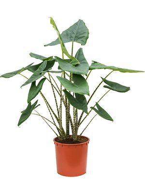 Alocasia zebrina, Tuff 2pp, im 32cm Topf, Hhe 140cm, Breite 70cm