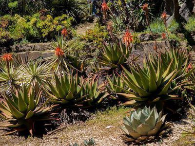 Aloe überwintern - Pflegetipps für den Sukkulentenstar