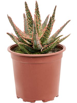 Aloe 'Pink Blush', im 17cm Topf, Hhe 25cm, Breite 22cm