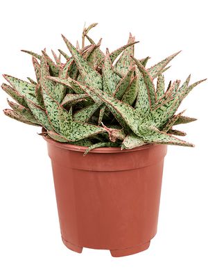 Aloe 'Vito', im 17cm Topf, Hhe 25cm, Breite 22cm