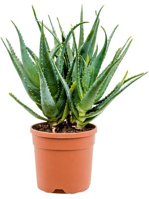 Aloe arborescens, Verzweigt, im 21cm Topf, Höhe 55cm, Breite 40cm