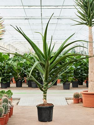 Aloe bainesii (barberae), Stamm, im 32cm Topf, Hhe 170cm, Breite 140cm