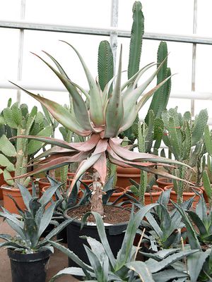 Aloe comosa, Stamm, im 38cm Topf, Hhe 110cm, Breite 80cm