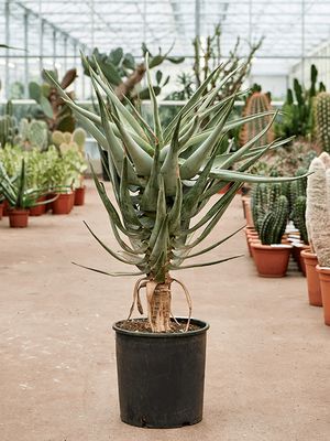 Aloe dichotoma (100-120), Stamm, im 30cm Topf, Hhe 110cm, Breite 70cm