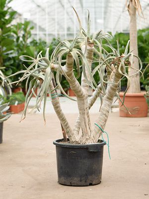 Aloe dichotoma, Stamm verzweight, im 40cm Topf, Höhe 110cm, Breite 100cm