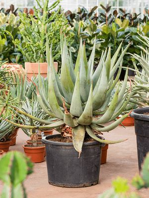 Aloe ferox, Stamm, im 37cm Topf, Hhe 110cm, Breite 80cm