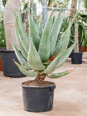 Aloe marlothii, Stamm, im 45cm Topf, Hhe 120cm, Breite 100cm