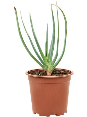 Aloe plicatilis, im 17cm Topf, Hhe 30cm, Breite 20cm
